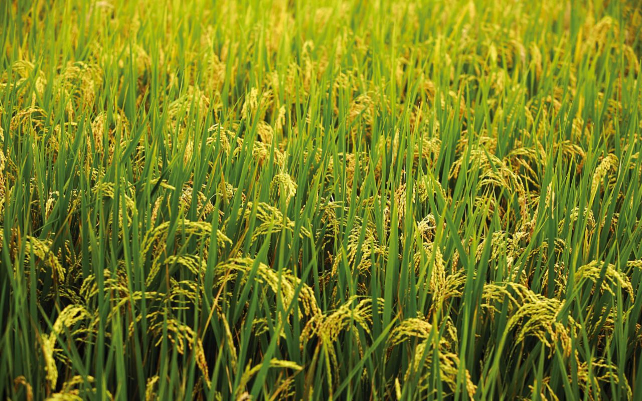 Basmati, 1121 Basmati Rice