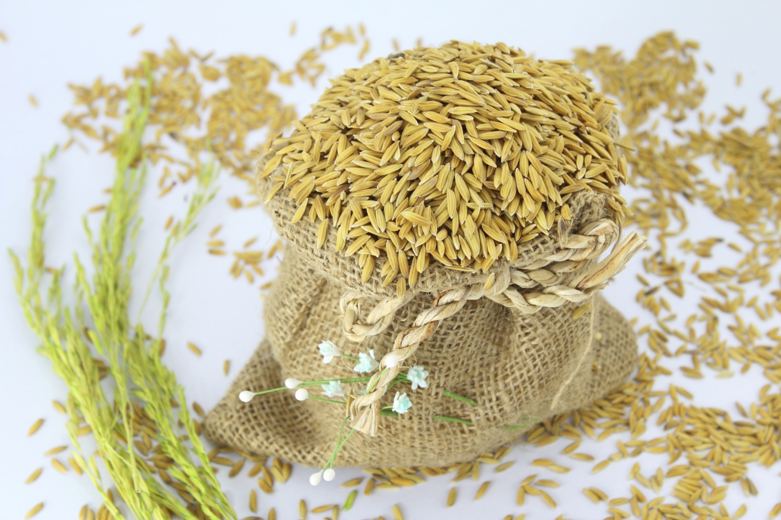 IR8, IR36, IR64 Non-Basmati Rice